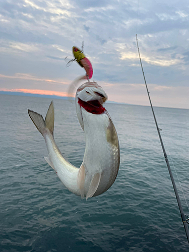 エソの釣果