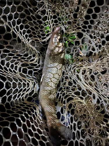 ニゴイの釣果