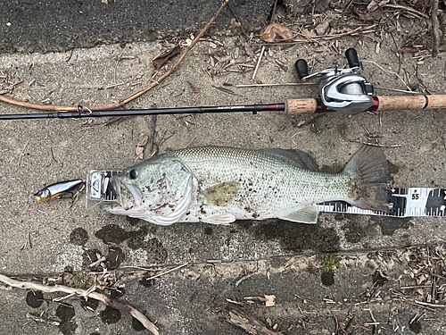 ブラックバスの釣果