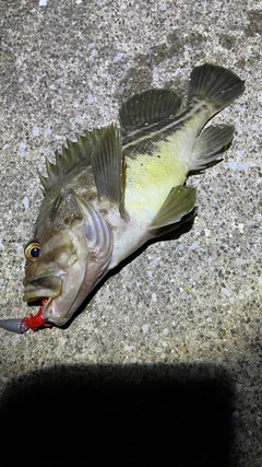 シマソイの釣果