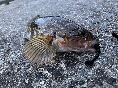 アイナメの釣果