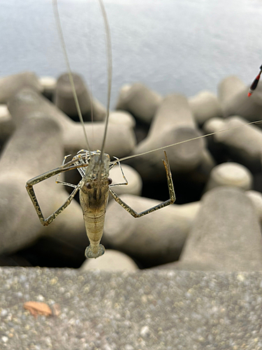 テナガエビの釣果