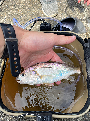 イシモチの釣果