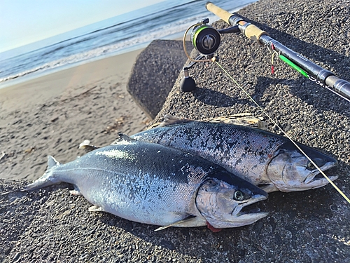 サクラマスの釣果