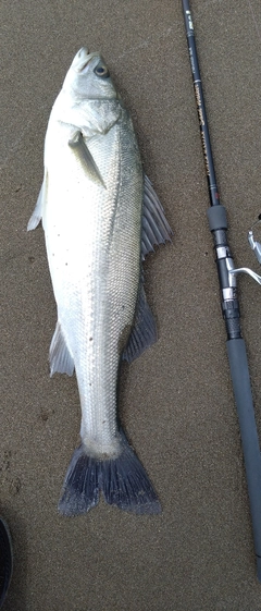 スズキの釣果