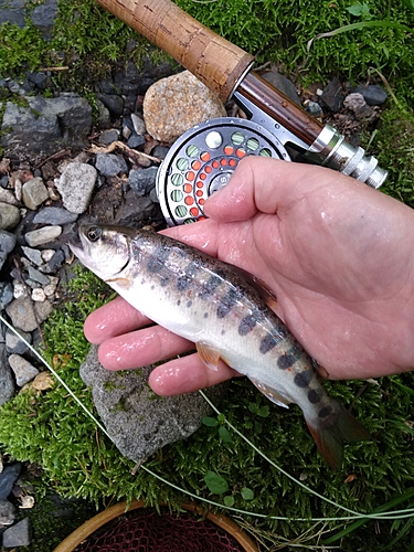 アマゴの釣果