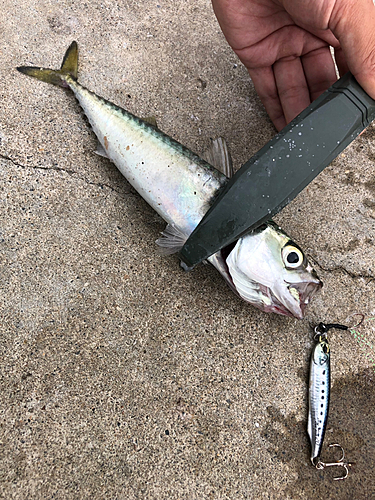 サバの釣果