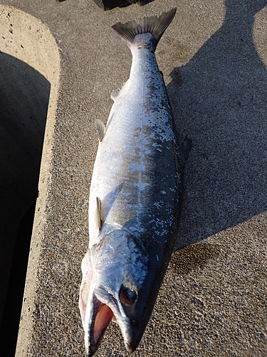 サクラマスの釣果