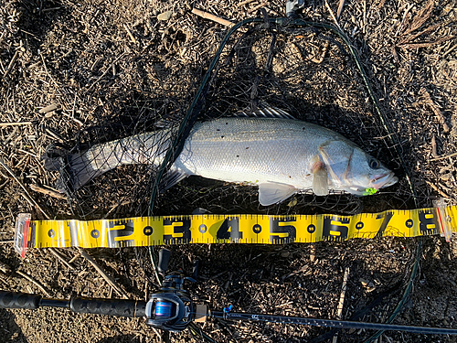 スズキの釣果