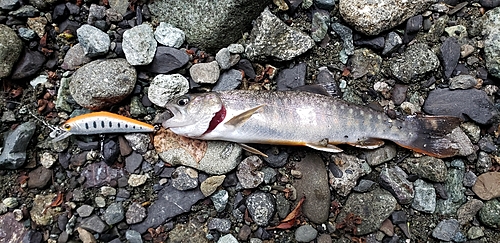 イワナの釣果