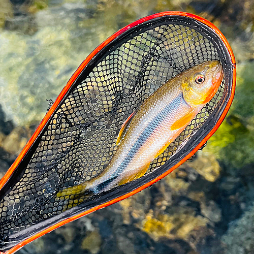 カワムツの釣果