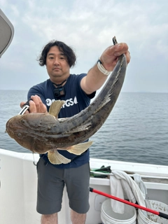 マゴチの釣果