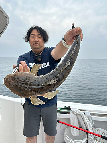 マゴチの釣果