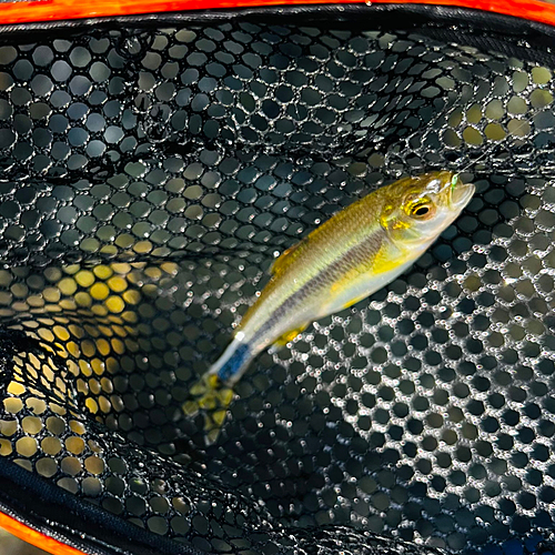 カワムツの釣果