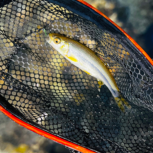 カワムツの釣果