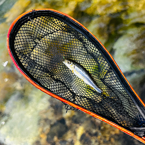 カワムツの釣果