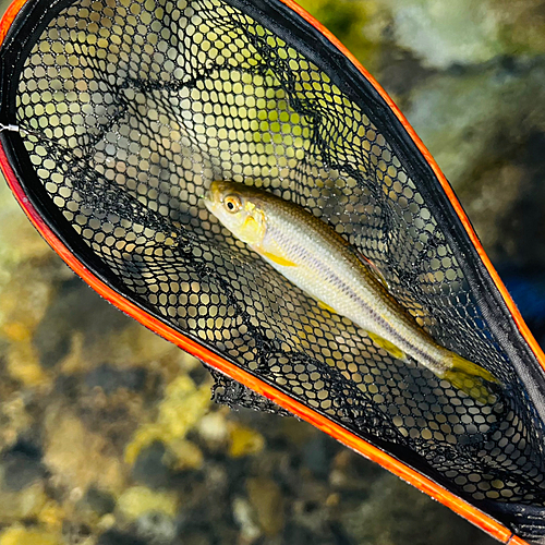 カワムツの釣果