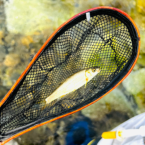 カワムツの釣果