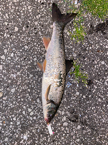 ウグイの釣果