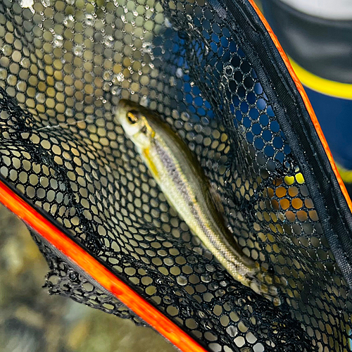 カワムツの釣果