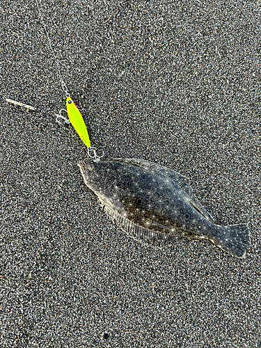 ヒラメの釣果