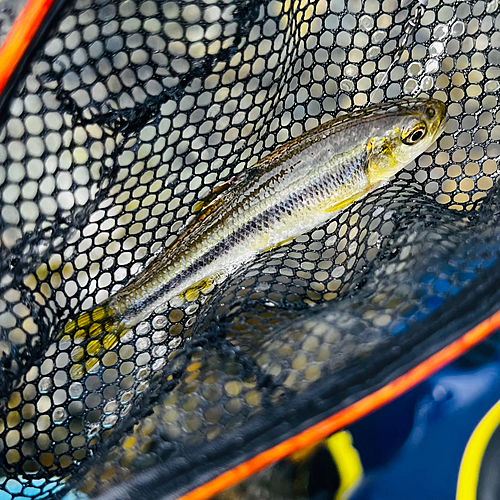 カワムツの釣果