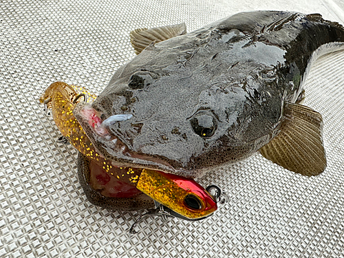 マゴチの釣果