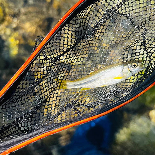 カワムツの釣果