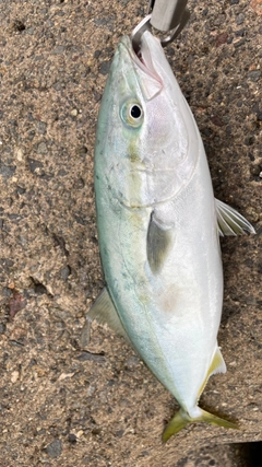 イナダの釣果