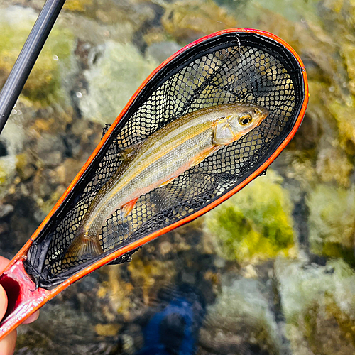 カワムツの釣果