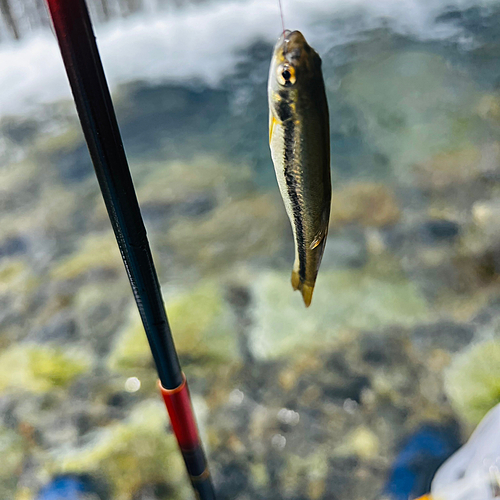 アブラハヤの釣果