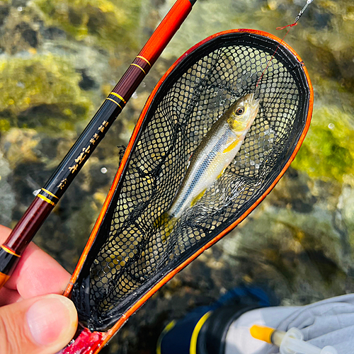 カワムツの釣果