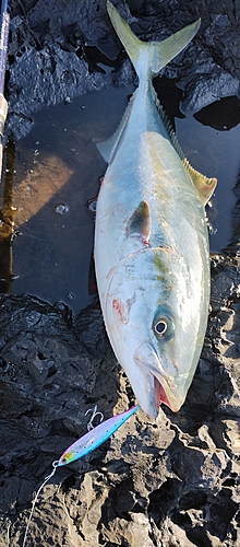 ハマチの釣果