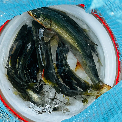 カワムツの釣果