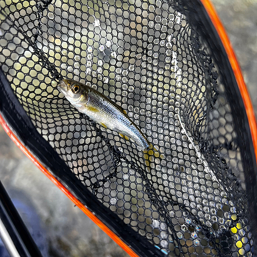 カワムツの釣果