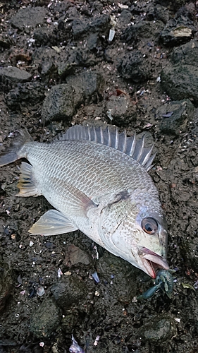 キビレの釣果