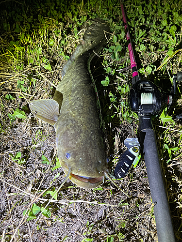 ナマズの釣果