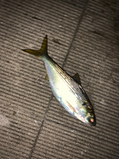 コノシロの釣果