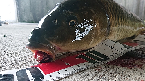 コイの釣果