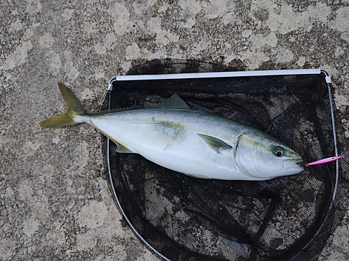 イナダの釣果