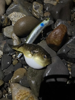 クサフグの釣果