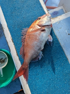 マダイの釣果