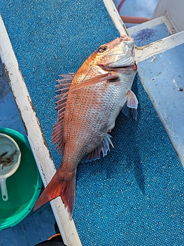 マダイの釣果