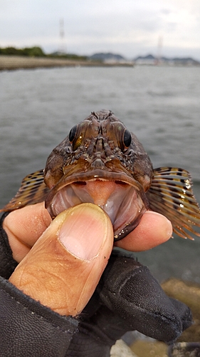 ガシラの釣果