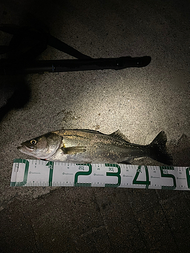 シーバスの釣果