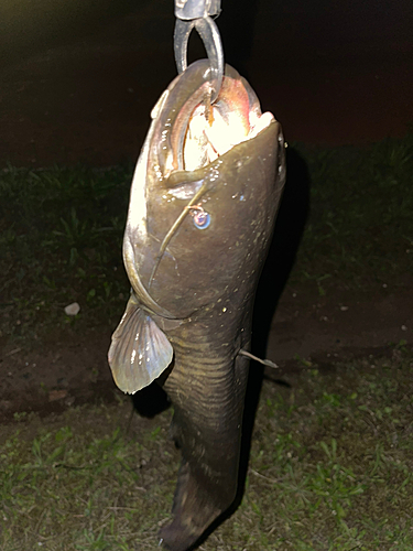 ナマズの釣果