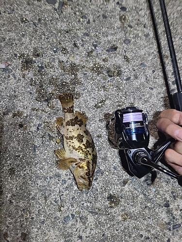 タケノコメバルの釣果