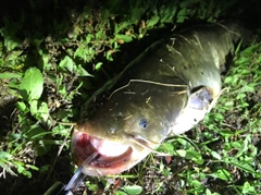 ナマズの釣果