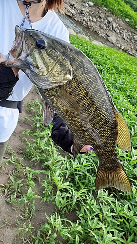 スモールマウスバスの釣果