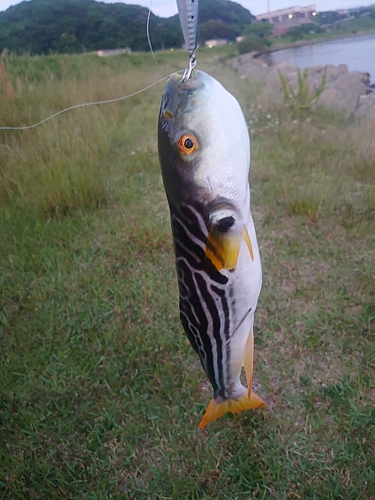 シマフグの釣果